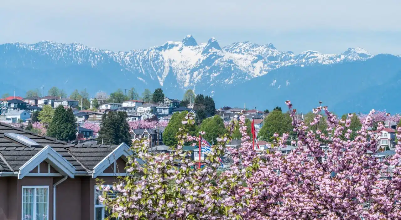 Cherry blossoms blooming amid houses with snow-capped mountains in background