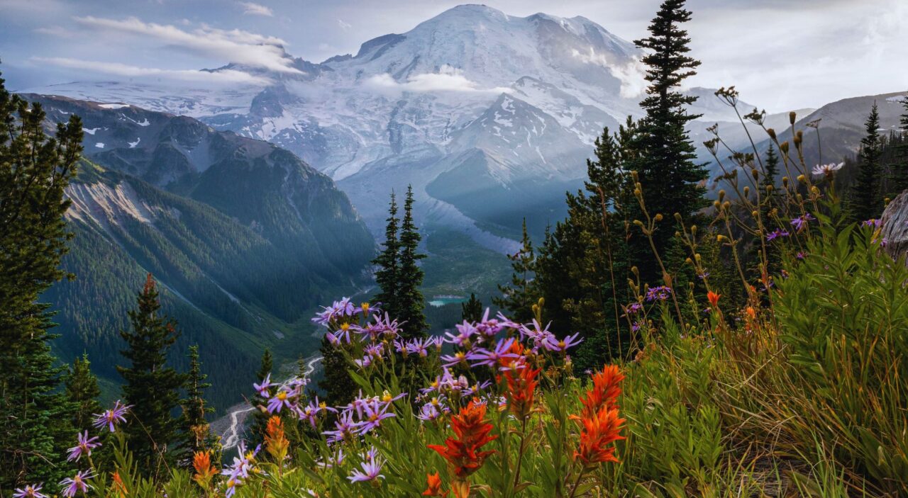 Pretty wildflowers on mountainside with Mount Rainier in the distance
